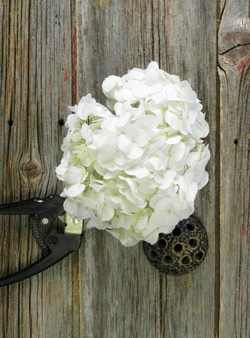 WHITE HYDRANGEAS